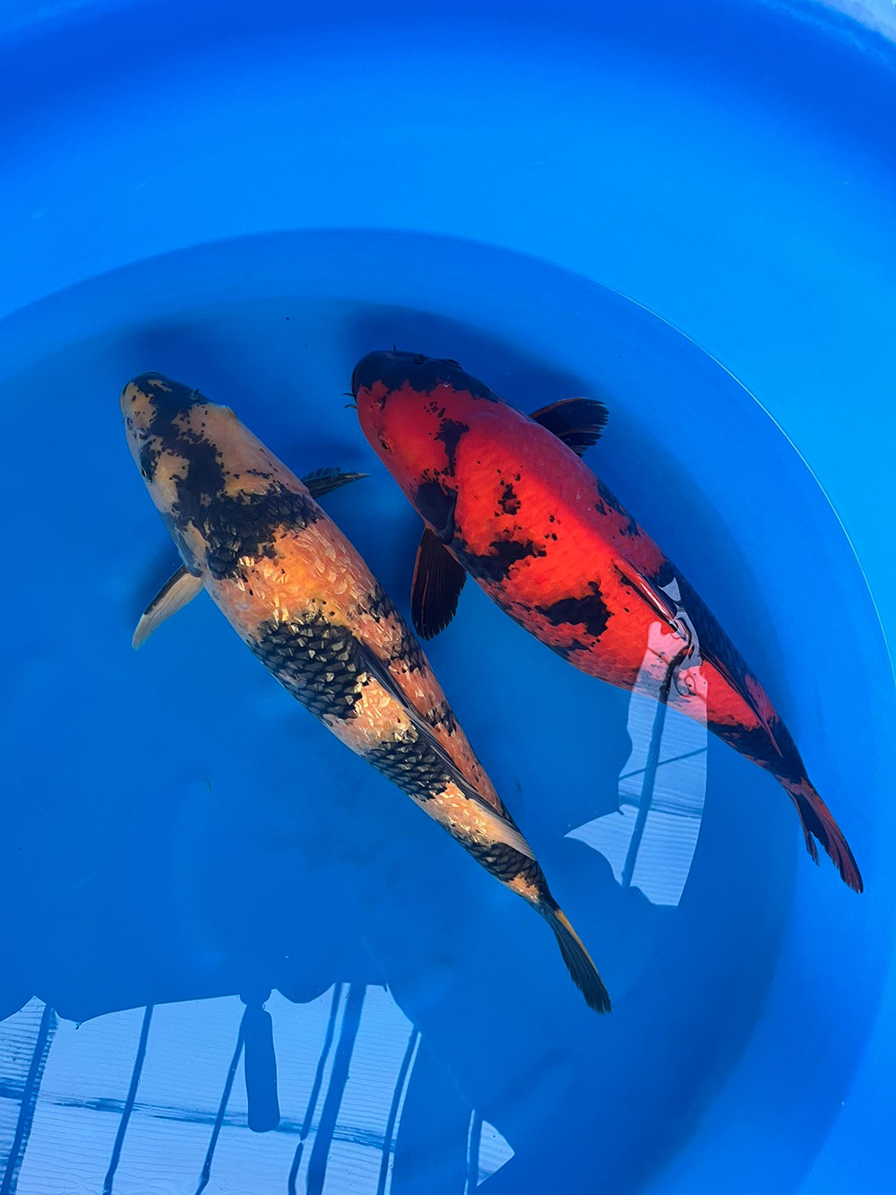 Koi 2