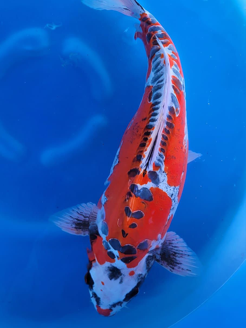 koi 3